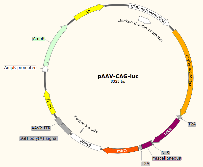 pAAV-CAG-Fluc载体图谱
